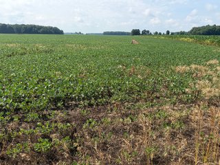 Property photo 100 - LAND AUCTION - 404+/-ACRES OFFERED IN 17 TRACTS IN WILLIAMS COUNTY, OHIO AND DEKALB COUNTY, INDIANA