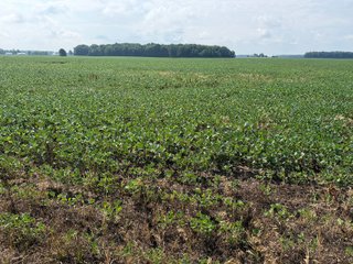 Property photo 99 - LAND AUCTION - 404+/-ACRES OFFERED IN 17 TRACTS IN WILLIAMS COUNTY, OHIO AND DEKALB COUNTY, INDIANA