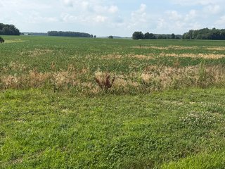 Property photo 97 - LAND AUCTION - 404+/-ACRES OFFERED IN 17 TRACTS IN WILLIAMS COUNTY, OHIO AND DEKALB COUNTY, INDIANA