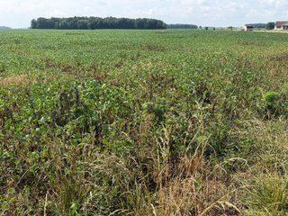 Property photo 95 - LAND AUCTION - 404+/-ACRES OFFERED IN 17 TRACTS IN WILLIAMS COUNTY, OHIO AND DEKALB COUNTY, INDIANA