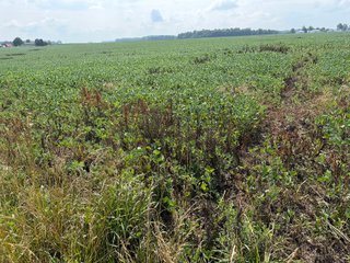 Property photo 93 - LAND AUCTION - 404+/-ACRES OFFERED IN 17 TRACTS IN WILLIAMS COUNTY, OHIO AND DEKALB COUNTY, INDIANA