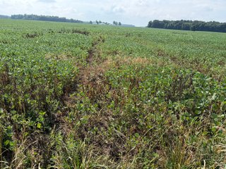 Property photo 92 - LAND AUCTION - 404+/-ACRES OFFERED IN 17 TRACTS IN WILLIAMS COUNTY, OHIO AND DEKALB COUNTY, INDIANA