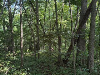 Property photo 89 - LAND AUCTION - 404+/-ACRES OFFERED IN 17 TRACTS IN WILLIAMS COUNTY, OHIO AND DEKALB COUNTY, INDIANA