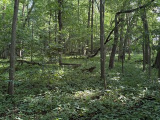 Property photo 88 - LAND AUCTION - 404+/-ACRES OFFERED IN 17 TRACTS IN WILLIAMS COUNTY, OHIO AND DEKALB COUNTY, INDIANA