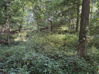 Property photo 87 - LAND AUCTION - 404+/-ACRES OFFERED IN 17 TRACTS IN WILLIAMS COUNTY, OHIO AND DEKALB COUNTY, INDIANA