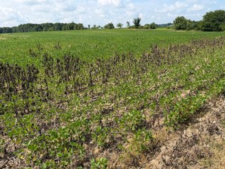 Property photo 83 - LAND AUCTION - 404+/-ACRES OFFERED IN 17 TRACTS IN WILLIAMS COUNTY, OHIO AND DEKALB COUNTY, INDIANA