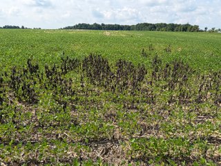 Property photo 82 - LAND AUCTION - 404+/-ACRES OFFERED IN 17 TRACTS IN WILLIAMS COUNTY, OHIO AND DEKALB COUNTY, INDIANA