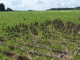 Property photo 81 - LAND AUCTION - 404+/-ACRES OFFERED IN 17 TRACTS IN WILLIAMS COUNTY, OHIO AND DEKALB COUNTY, INDIANA