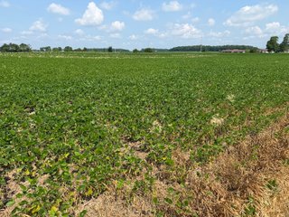 Property photo 80 - LAND AUCTION - 404+/-ACRES OFFERED IN 17 TRACTS IN WILLIAMS COUNTY, OHIO AND DEKALB COUNTY, INDIANA