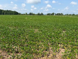 Property photo 79 - LAND AUCTION - 404+/-ACRES OFFERED IN 17 TRACTS IN WILLIAMS COUNTY, OHIO AND DEKALB COUNTY, INDIANA