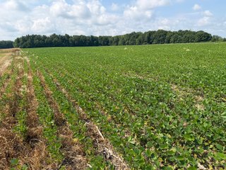 Property photo 78 - LAND AUCTION - 404+/-ACRES OFFERED IN 17 TRACTS IN WILLIAMS COUNTY, OHIO AND DEKALB COUNTY, INDIANA