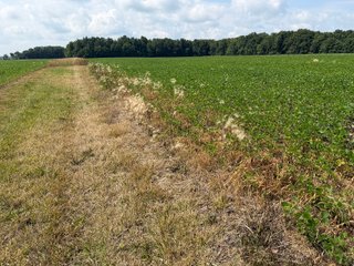 Property photo 77 - LAND AUCTION - 404+/-ACRES OFFERED IN 17 TRACTS IN WILLIAMS COUNTY, OHIO AND DEKALB COUNTY, INDIANA