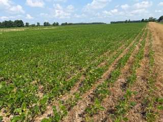 Property photo 86 - LAND AUCTION - 404+/-ACRES OFFERED IN 17 TRACTS IN WILLIAMS COUNTY, OHIO AND DEKALB COUNTY, INDIANA