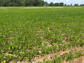 Property photo 85 - LAND AUCTION - 404+/-ACRES OFFERED IN 17 TRACTS IN WILLIAMS COUNTY, OHIO AND DEKALB COUNTY, INDIANA