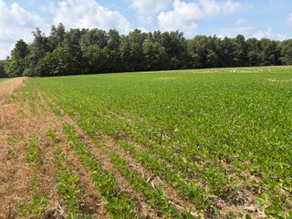 Property photo 76 - LAND AUCTION - 404+/-ACRES OFFERED IN 17 TRACTS IN WILLIAMS COUNTY, OHIO AND DEKALB COUNTY, INDIANA