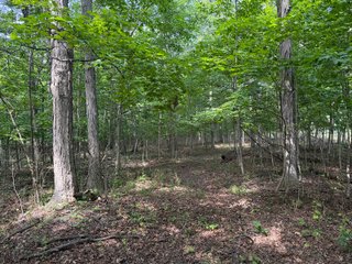 Property photo 59 - LAND AUCTION - 404+/-ACRES OFFERED IN 17 TRACTS IN WILLIAMS COUNTY, OHIO AND DEKALB COUNTY, INDIANA