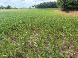 Property photo 75 - LAND AUCTION - 404+/-ACRES OFFERED IN 17 TRACTS IN WILLIAMS COUNTY, OHIO AND DEKALB COUNTY, INDIANA