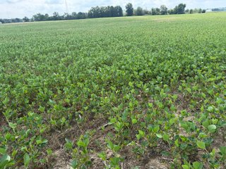 Property photo 74 - LAND AUCTION - 404+/-ACRES OFFERED IN 17 TRACTS IN WILLIAMS COUNTY, OHIO AND DEKALB COUNTY, INDIANA