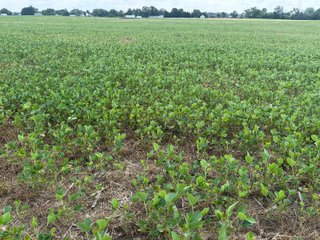 Property photo 73 - LAND AUCTION - 404+/-ACRES OFFERED IN 17 TRACTS IN WILLIAMS COUNTY, OHIO AND DEKALB COUNTY, INDIANA