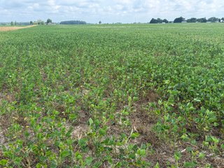 Property photo 72 - LAND AUCTION - 404+/-ACRES OFFERED IN 17 TRACTS IN WILLIAMS COUNTY, OHIO AND DEKALB COUNTY, INDIANA
