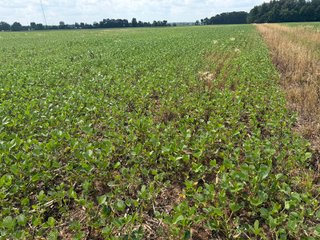 Property photo 71 - LAND AUCTION - 404+/-ACRES OFFERED IN 17 TRACTS IN WILLIAMS COUNTY, OHIO AND DEKALB COUNTY, INDIANA