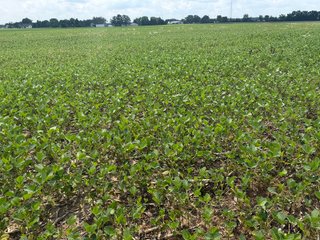 Property photo 70 - LAND AUCTION - 404+/-ACRES OFFERED IN 17 TRACTS IN WILLIAMS COUNTY, OHIO AND DEKALB COUNTY, INDIANA