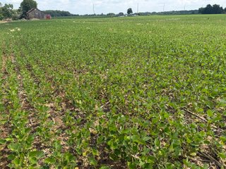 Property photo 69 - LAND AUCTION - 404+/-ACRES OFFERED IN 17 TRACTS IN WILLIAMS COUNTY, OHIO AND DEKALB COUNTY, INDIANA