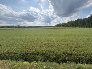Property photo 18 - CRANBERRY & TILLABLE LAND AUCTION - 150.22+/-ACRES OFFERED IN 4 TRACTS IN WOOD COUNTY, WISCONSIN