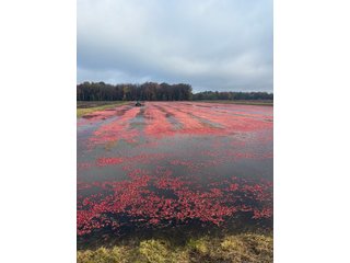 Property photo 8 - CRANBERRY & TILLABLE LAND AUCTION - 150.22+/-ACRES OFFERED IN 4 TRACTS IN WOOD COUNTY, WISCONSIN
