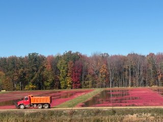 Property photo 7 - CRANBERRY & TILLABLE LAND AUCTION - 150.22+/-ACRES OFFERED IN 4 TRACTS IN WOOD COUNTY, WISCONSIN
