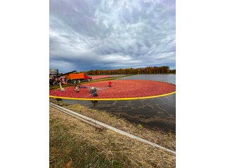 Property photo 9 - CRANBERRY & TILLABLE LAND AUCTION - 150.22+/-ACRES OFFERED IN 4 TRACTS IN WOOD COUNTY, WISCONSIN