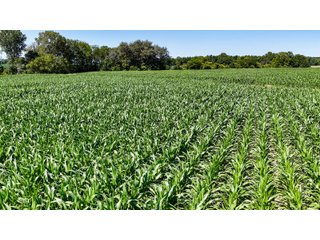 Property photo 6 - FARM AND WOODS AUCTION - 176.5+/-ACRES OFFERED IN 5 TRACTS IN WHITLEY COUNTY, INDIANA