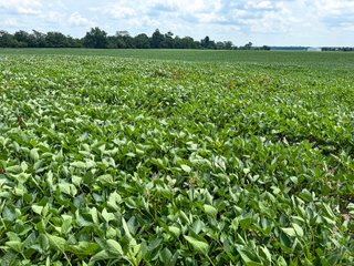Property photo 47 - FARM AND WOODS AUCTION - 176.5+/-ACRES OFFERED IN 5 TRACTS IN WHITLEY COUNTY, INDIANA