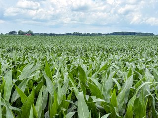 Property photo 52 - FARM AND WOODS AUCTION - 176.5+/-ACRES OFFERED IN 5 TRACTS IN WHITLEY COUNTY, INDIANA