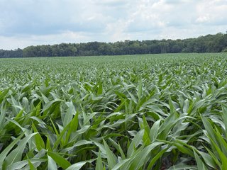 Property photo 53 - FARM AND WOODS AUCTION - 176.5+/-ACRES OFFERED IN 5 TRACTS IN WHITLEY COUNTY, INDIANA
