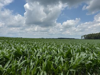 Property photo 54 - FARM AND WOODS AUCTION - 176.5+/-ACRES OFFERED IN 5 TRACTS IN WHITLEY COUNTY, INDIANA
