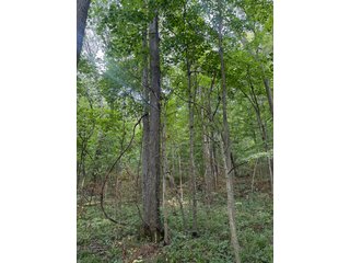 Property photo 83 - FARM AND WOODS AUCTION - 176.5+/-ACRES OFFERED IN 5 TRACTS IN WHITLEY COUNTY, INDIANA