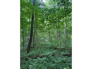Property photo 84 - FARM AND WOODS AUCTION - 176.5+/-ACRES OFFERED IN 5 TRACTS IN WHITLEY COUNTY, INDIANA