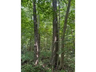 Property photo 85 - FARM AND WOODS AUCTION - 176.5+/-ACRES OFFERED IN 5 TRACTS IN WHITLEY COUNTY, INDIANA