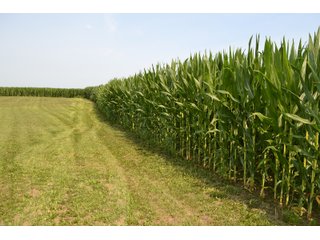 Property photo 19 - REAL ESTATE AUCTION - 105.5+/-ACRES OFFERED IN 3 TRACTS IN CASS COUNTY, INDIANA