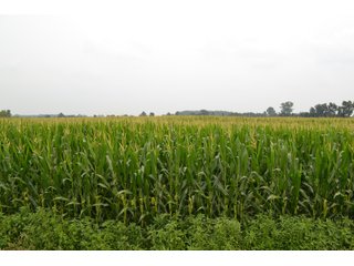 Property photo 23 - REAL ESTATE AUCTION - 105.5+/-ACRES OFFERED IN 3 TRACTS IN CASS COUNTY, INDIANA