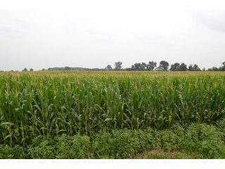 Property photo 24 - REAL ESTATE AUCTION - 105.5+/-ACRES OFFERED IN 3 TRACTS IN CASS COUNTY, INDIANA