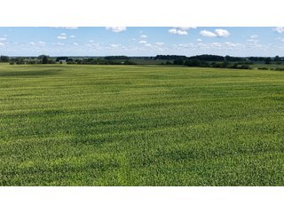 Property photo 5 - REAL ESTATE AUCTION - 105.5+/-ACRES OFFERED IN 3 TRACTS IN CASS COUNTY, INDIANA