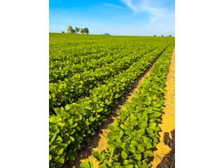 Property photo 7 - LAND AUCTION - 197.27+/-ACRES OFFERED IN 8 TRACTS IN KOSCIUSKO COUNTY, INDIANA