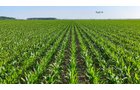 Property photo 121 - LAND AUCTION - 1,803.33+/-ACRES OFFERED IN 18 TRACTS IN KOSCIUSKO AND ELKHART COUNTY, INDIANA