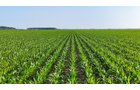 Property photo 5 - LAND AUCTION - 1,803.33+/-ACRES OFFERED IN 18 TRACTS IN KOSCIUSKO AND ELKHART COUNTY, INDIANA