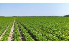 Property photo 7 - LAND AUCTION - 1,803.33+/-ACRES OFFERED IN 18 TRACTS IN KOSCIUSKO AND ELKHART COUNTY, INDIANA