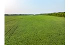 Property photo 26 - LAND AUCTION - 331+/-ACRES OFFERED IN 3 TRACTS IN KNOX COUNTY, INDIANA
