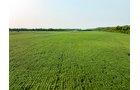 Property photo 27 - LAND AUCTION - 331+/-ACRES OFFERED IN 3 TRACTS IN KNOX COUNTY, INDIANA