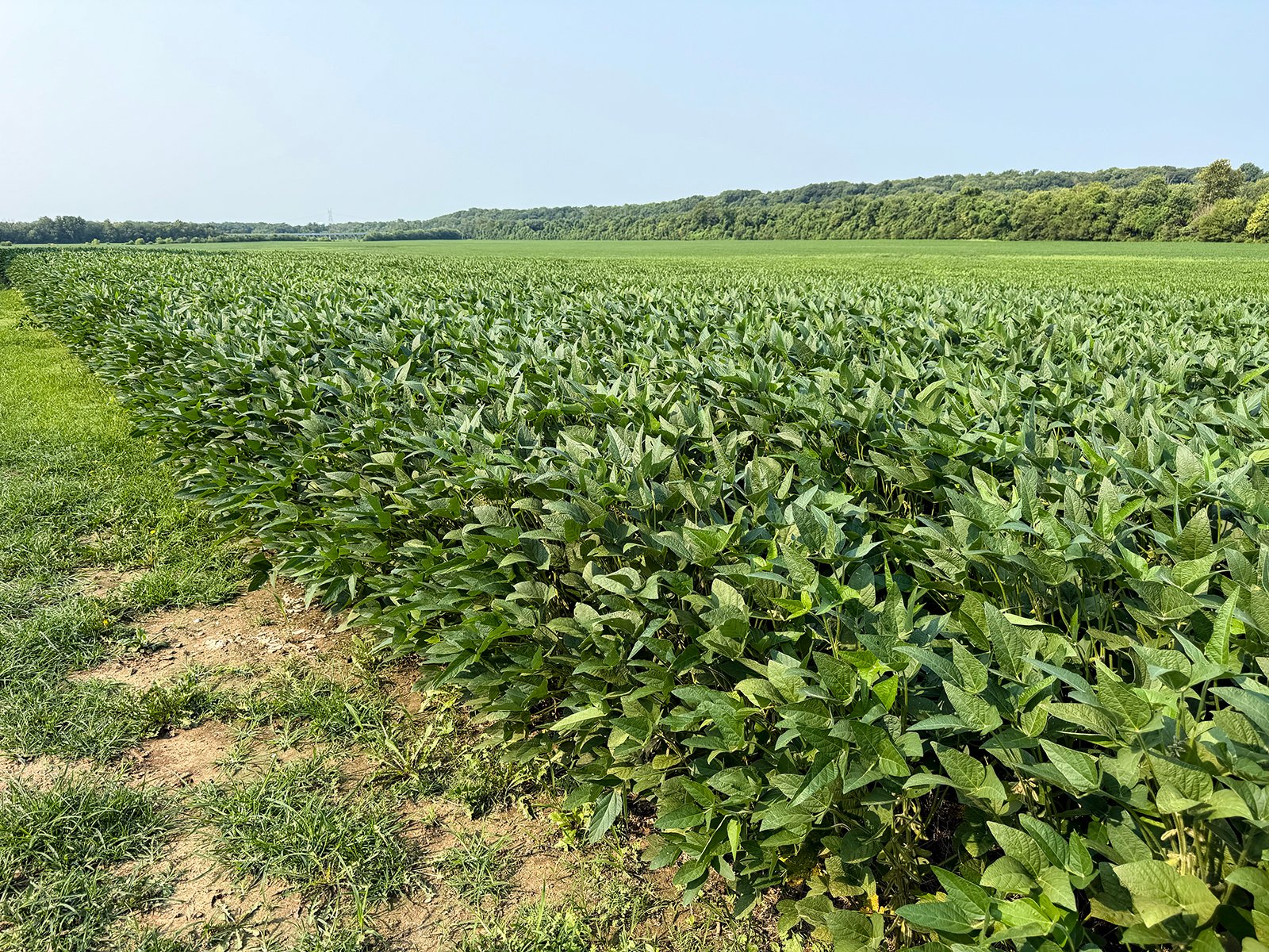 Property photo 15 - LAND AUCTION - 331+/-ACRES OFFERED IN 3 TRACTS IN KNOX COUNTY, INDIANA